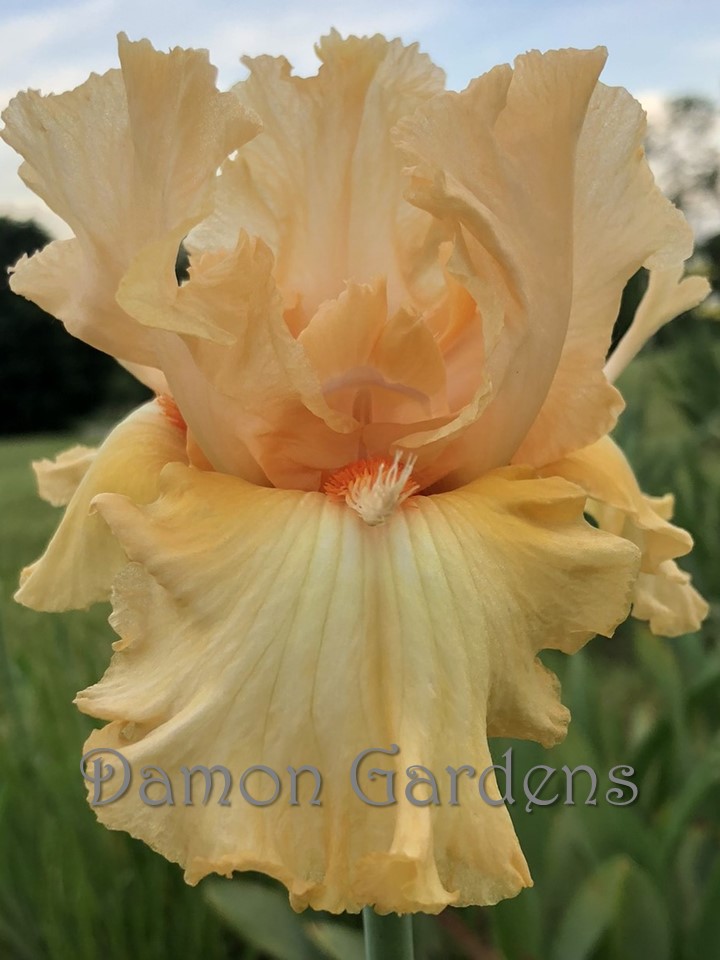 Iris Capricious Candles